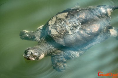 ​斑鳖长什么样图片？斑鳖年龄