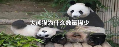 ​大熊猫为什么数量稀少?和人类有关吗视频解说 大熊猫为什么数量那么稀少