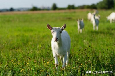 ​阿根廷的潘帕斯草原